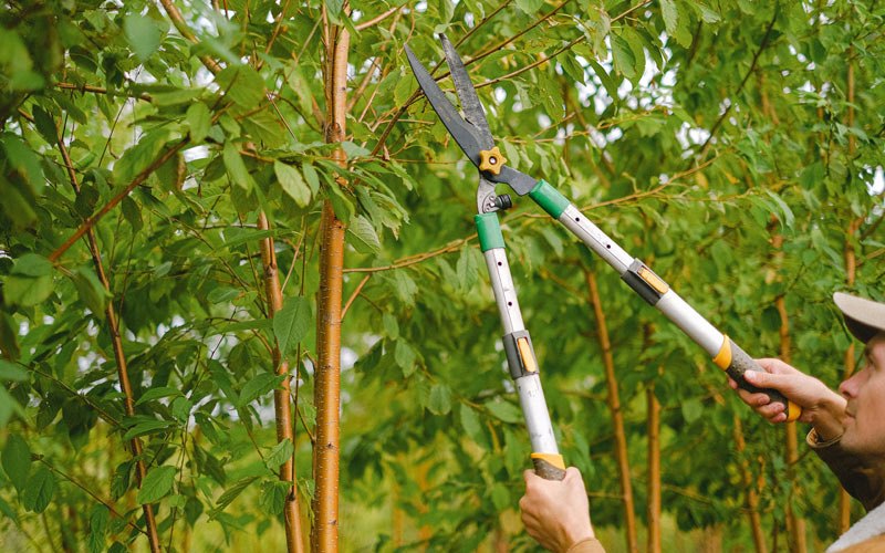 Tree trimming in Rohwer, AR